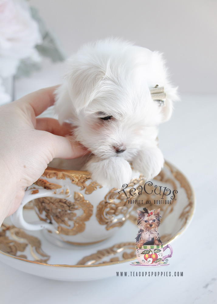 For Sale Teacup Puppies Maltese Puppy #077