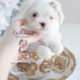 Maltese Puppy #077 For Sale Teacup Puppies