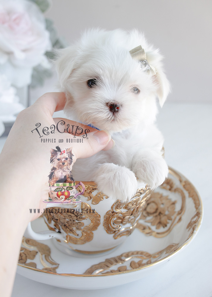 Maltese Puppy #077 For Sale Teacup Puppies