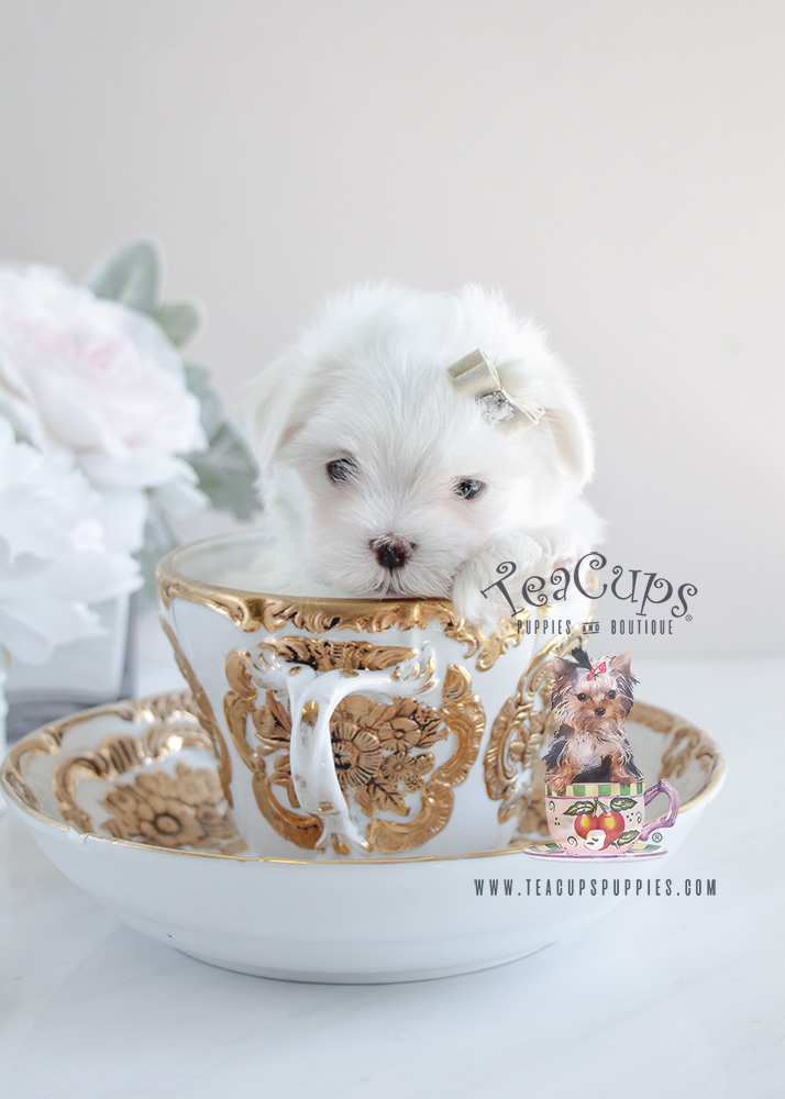 Maltese Puppy #077 For Sale Teacup Puppies