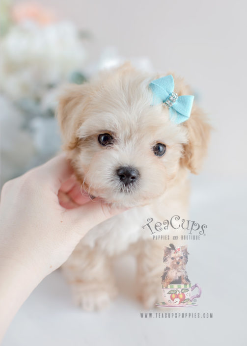 For Sale #055 Teacup Puppies Maltipoo Puppy