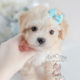 For Sale #055 Teacup Puppies Maltipoo Puppy