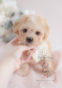 For Sale #058 Teacup Puppies Maltipoo Puppy