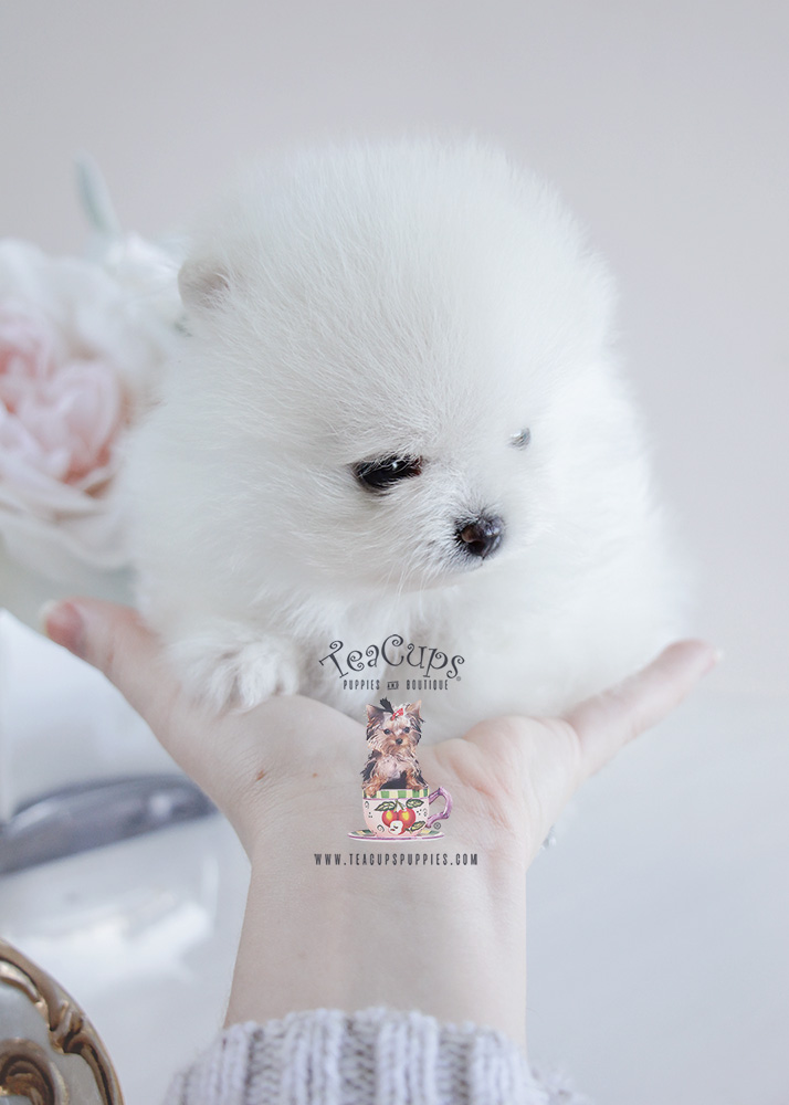 Pomeranian Puppy For Sale #091 Teacup