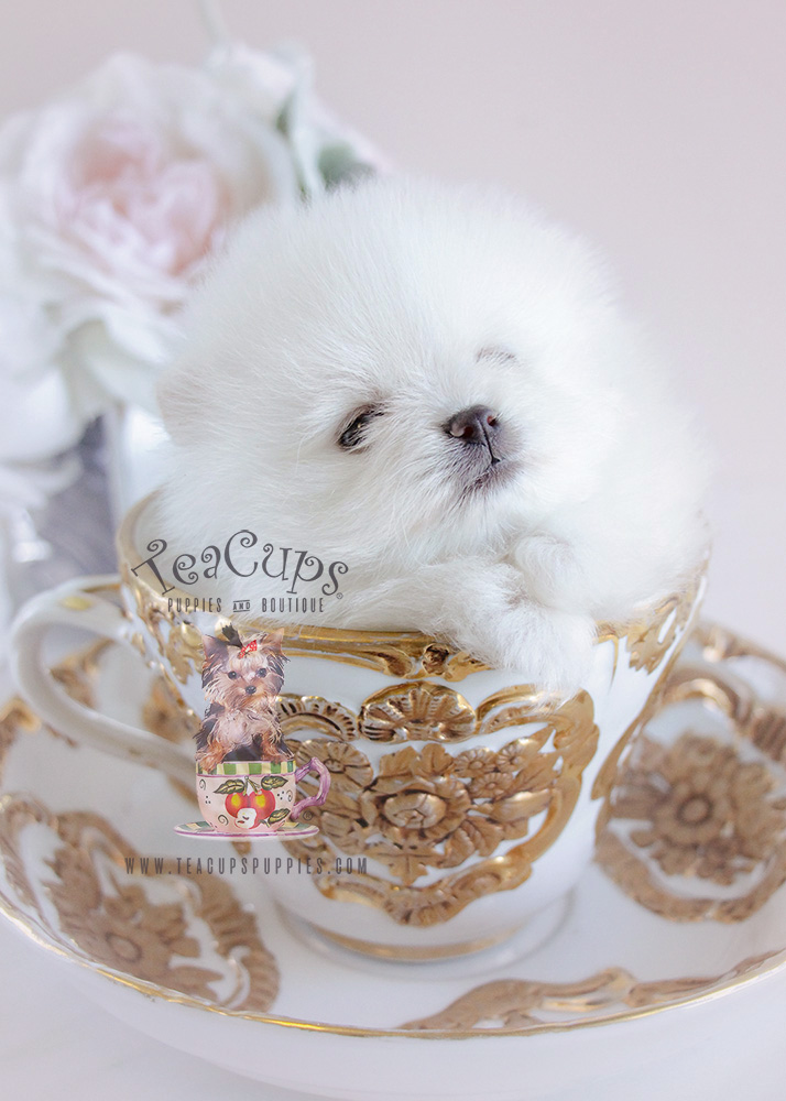 Teacup Pomeranian