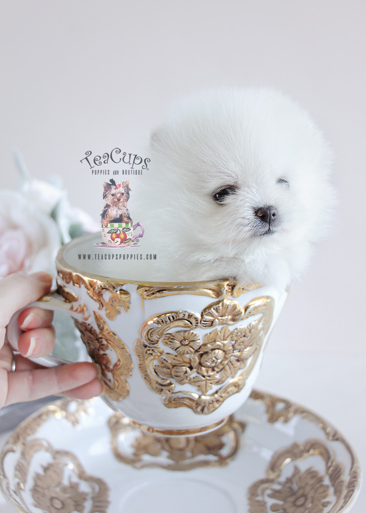 Pomeranian Puppy For Sale #092 Teacup