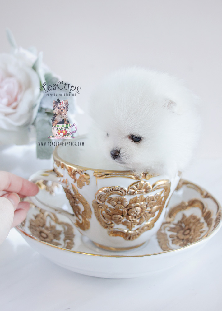 Puppy For Sale #092 Teacup Pomeranian