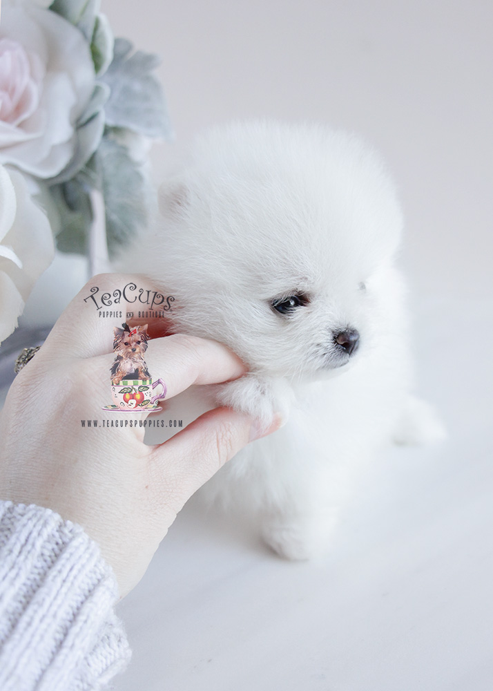 Teacup Pomeranian Puppy For Sale #092