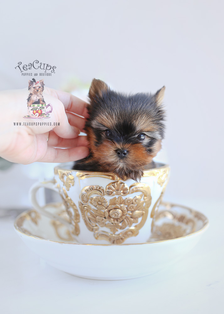 Teacup Yorkie Puppy For Sale 104 TeaCups Puppies Teacup Puppies