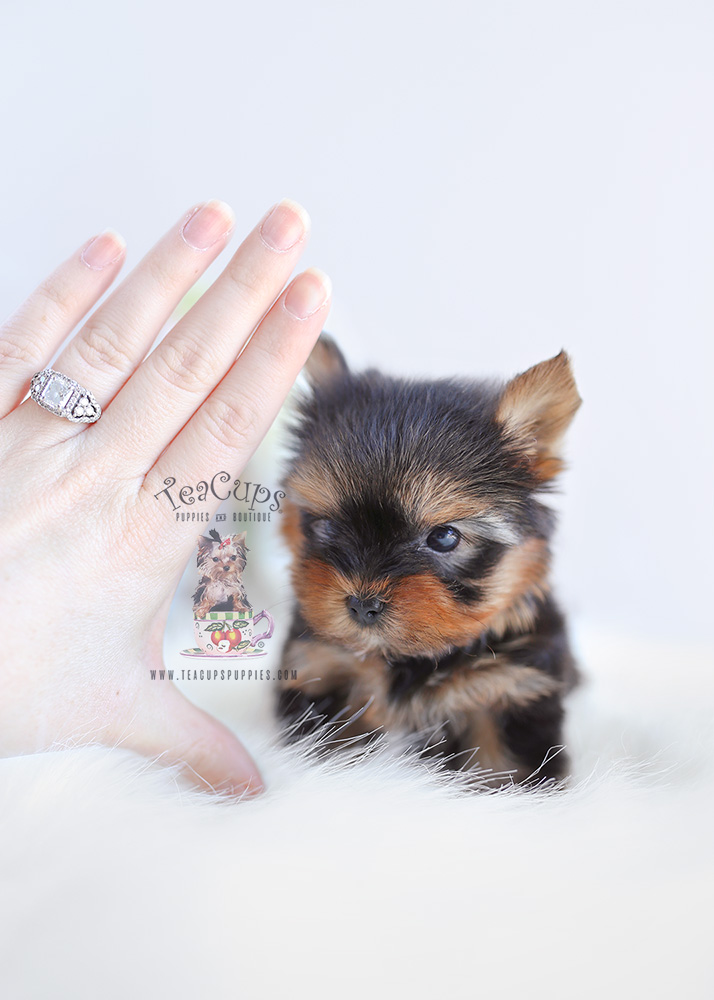 Teacup Yorkie Sale Your Chance To Find A Pup Up To 400 - zae70dc