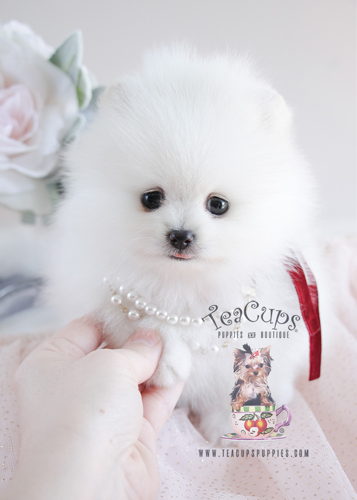 White Pomeranian Puppy For Sale #090 Teacup Puppies