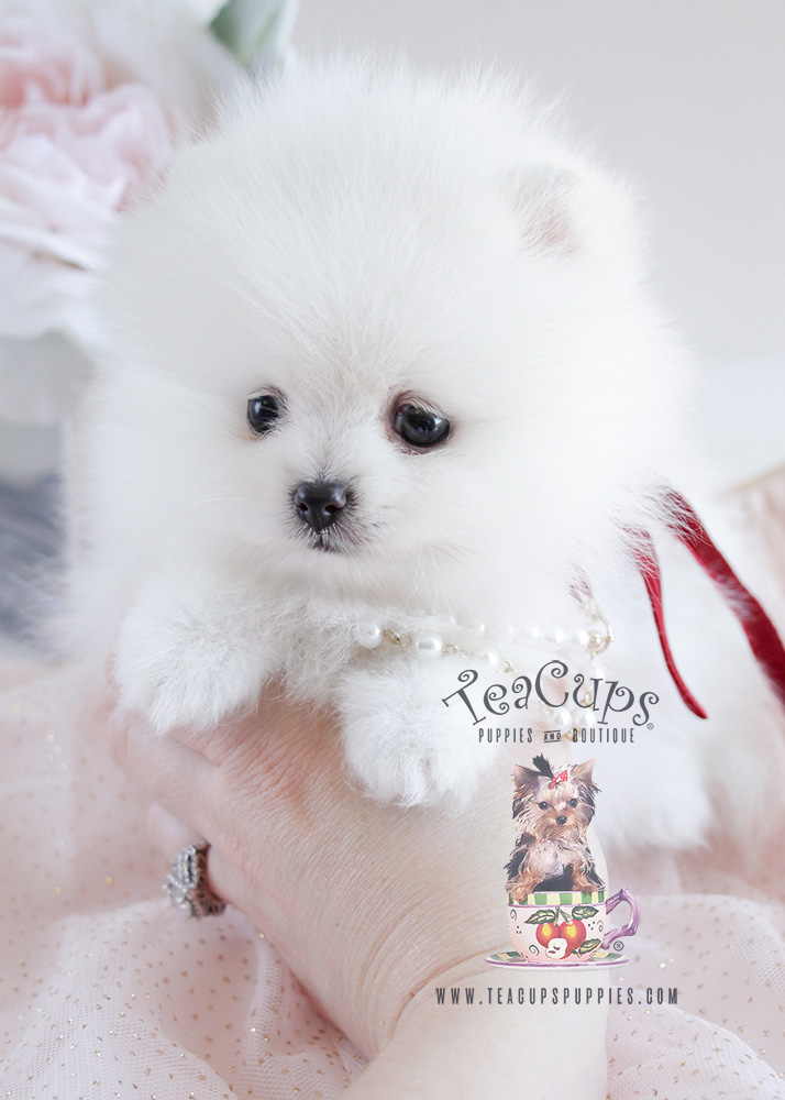 For Sale #090 Teacup Puppies White Pomeranian Puppy