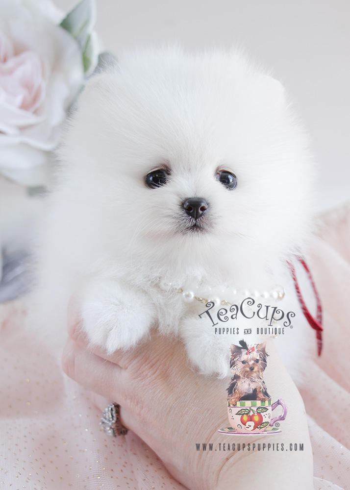 Puppy For Sale #090 Teacup Puppies White Pomeranian