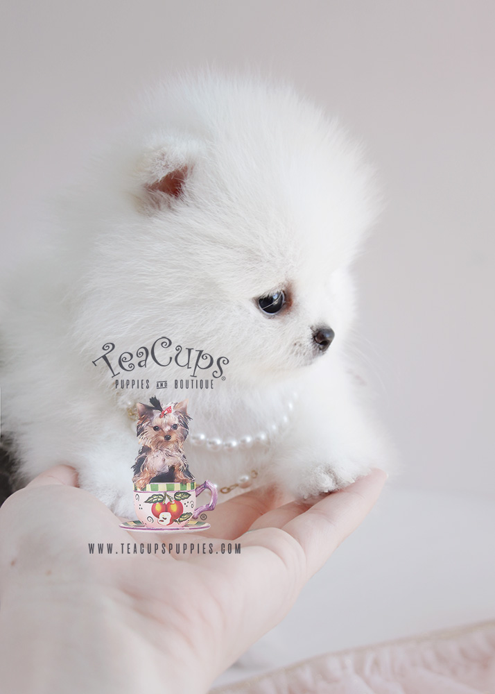 White Pomeranian Puppy For Sale #090 Teacup Puppies