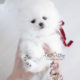 Puppy For Sale #090 Teacup Puppies White Pomeranian