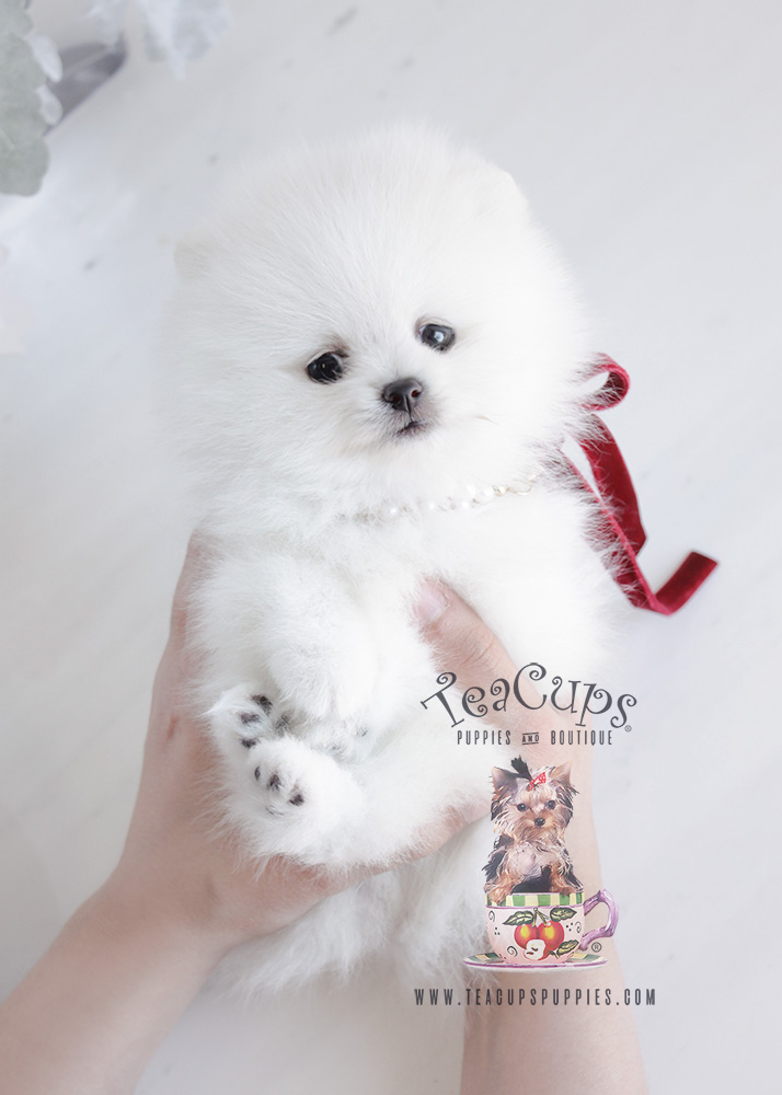 Puppy For Sale #090 Teacup Puppies White Pomeranian
