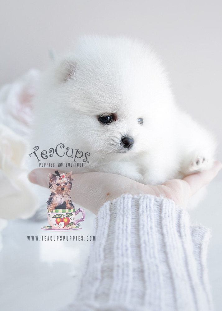 White Pomeranian Puppy For Sale #091 Teacup Puppies