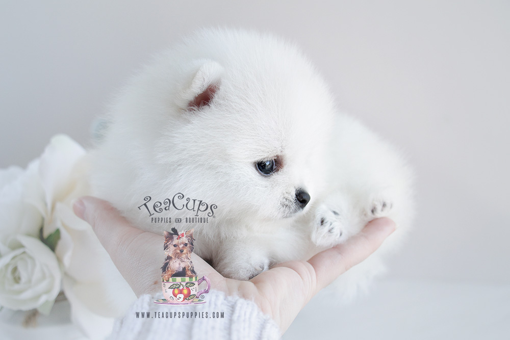 For Sale #091 Teacup Puppies White Pomeranian Puppy