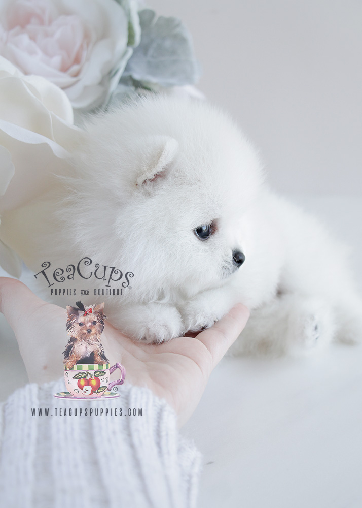Teacup Puppies White Pomeranian Puppy For Sale #091