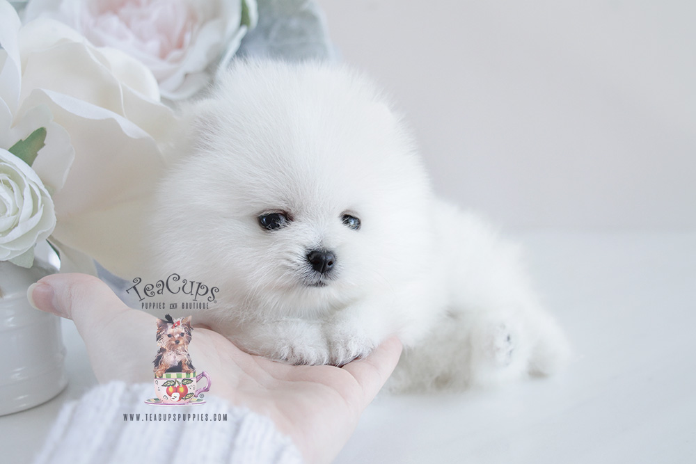 Pomeranian Puppy For Sale #091 Teacup Puppies White