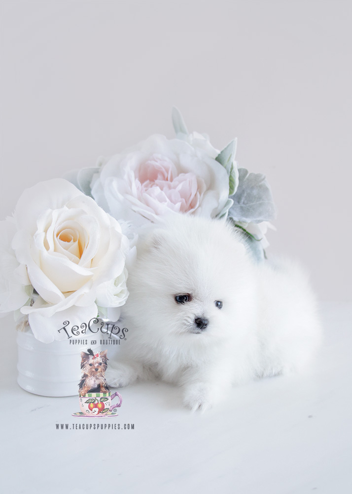 Snow White Teacup Pomeranian Puppy