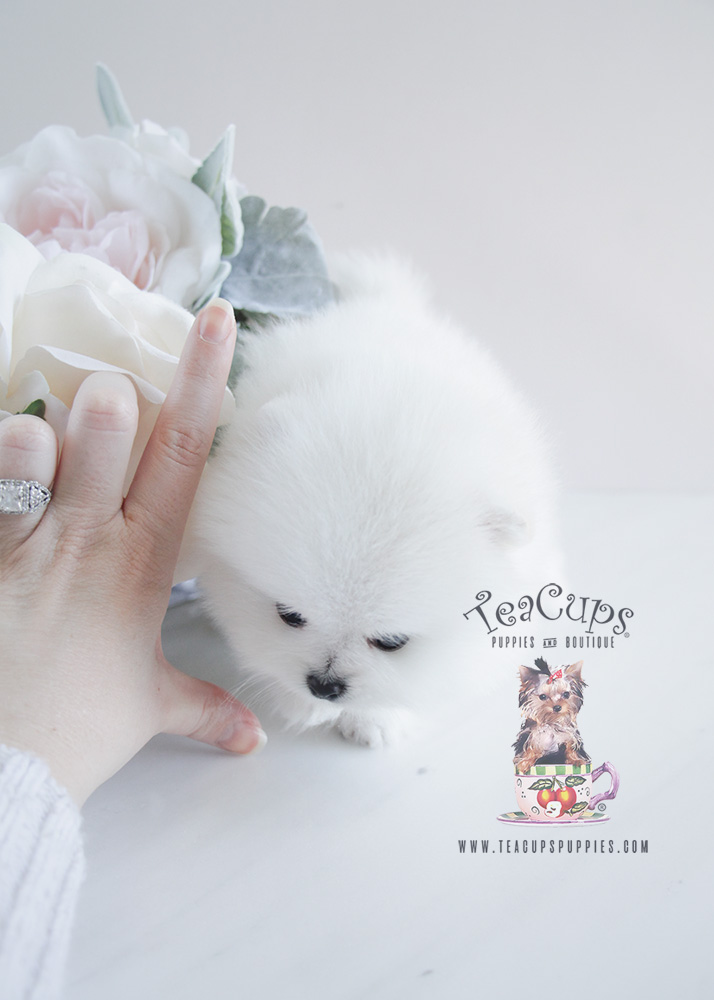 Teacup Puppies Pomeranian For Sale