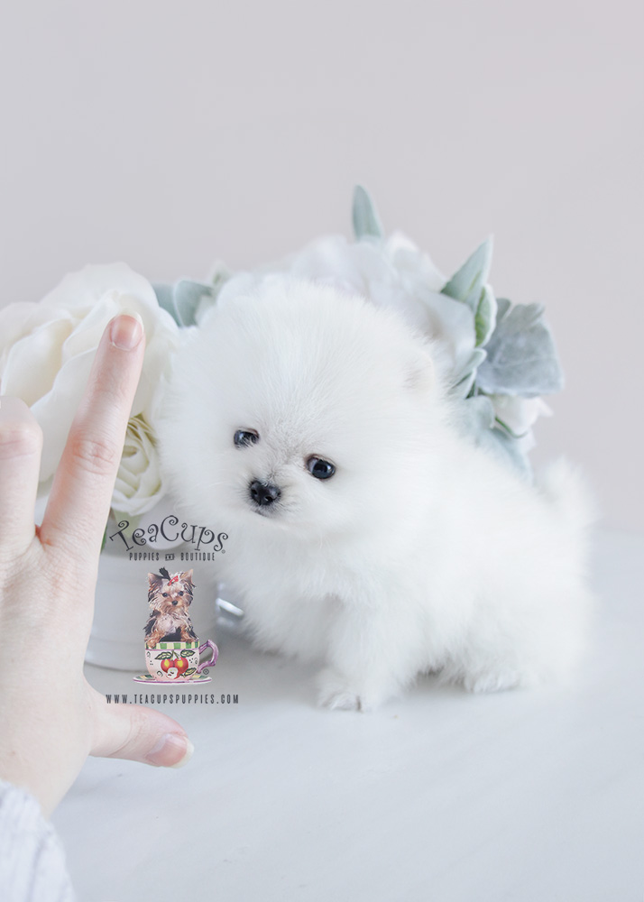 Puppy For Sale #091 Teacup Puppies White Pomeranian