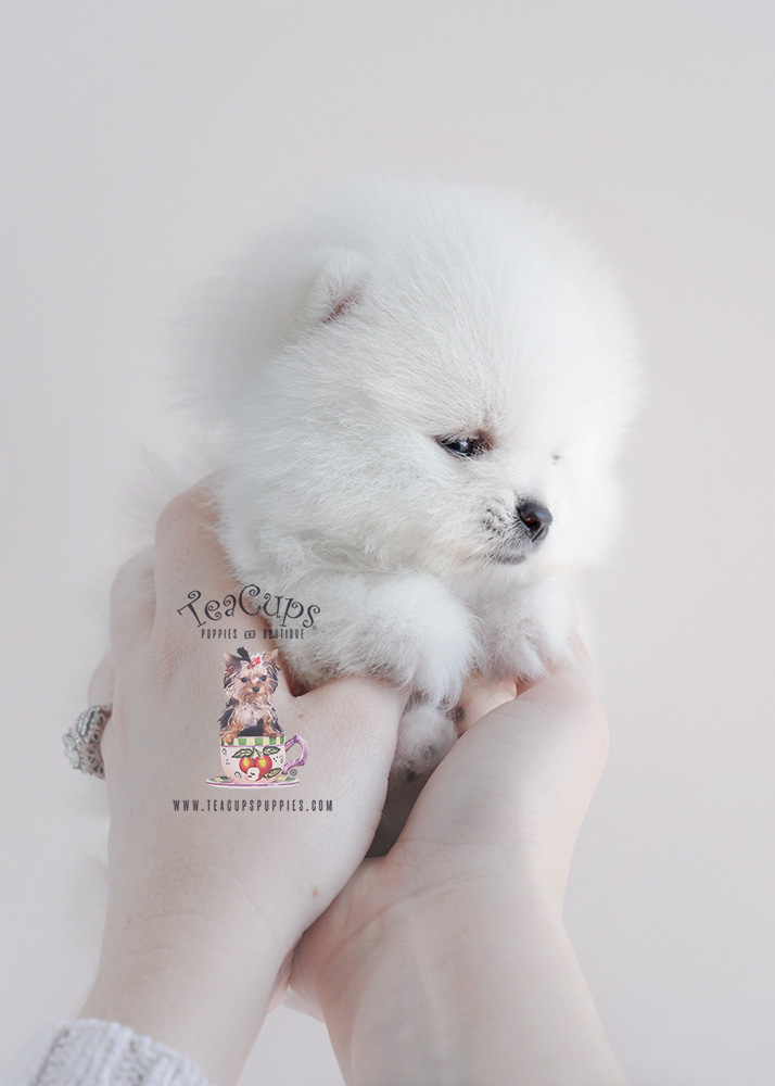 Teacup Pomeranian