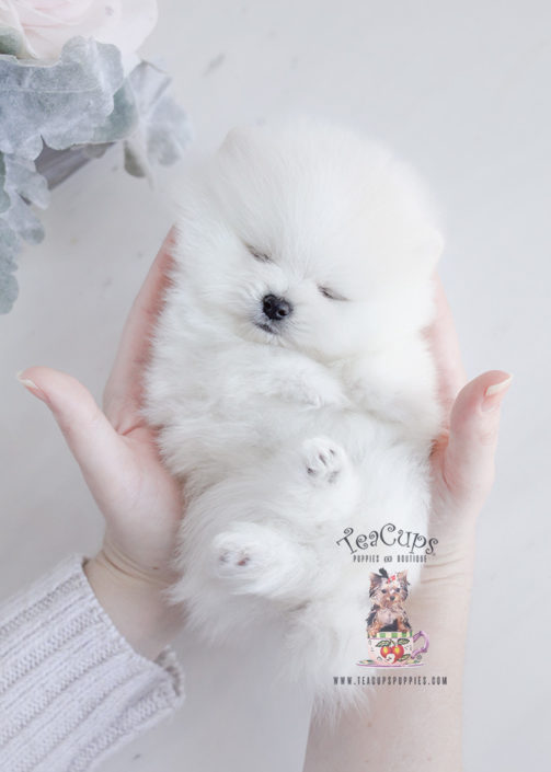 Teacup Pomeranian Puppy For Sale #091