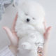 Teacup Pomeranian Puppy For Sale #091