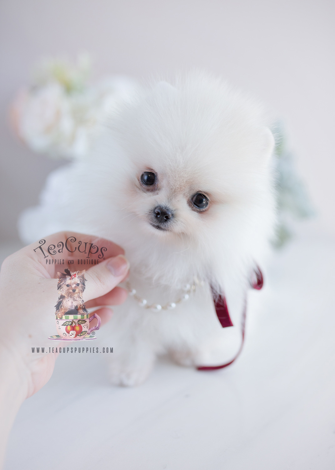 white pomeranian puppy ball price