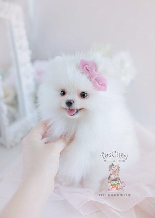 Gorgeous White Pomeranian Puppy Fir Sale by TeaCup Puppies