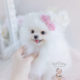 Gorgeous White Pomeranian Puppy Fir Sale by TeaCup Puppies