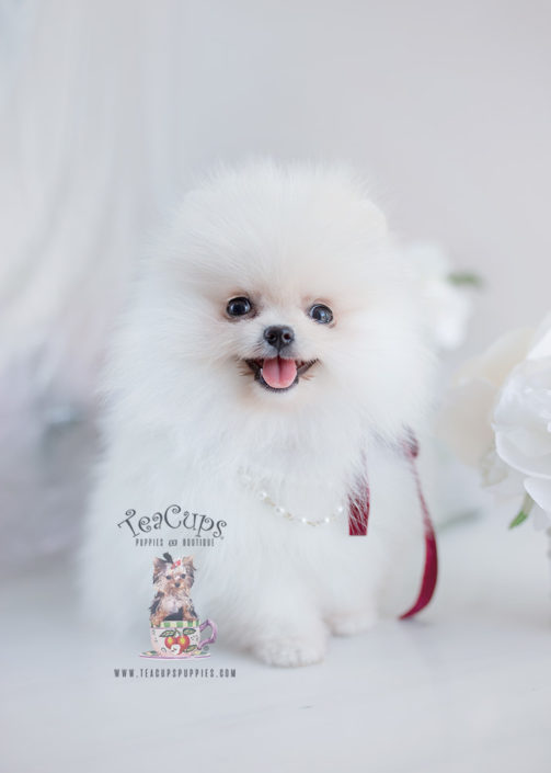 Snow White Pomeranian Puppy