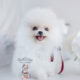 Snow White Pomeranian Puppy