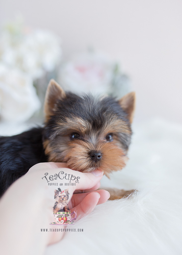 Yorkie Puppy For Sale Blue and Gold