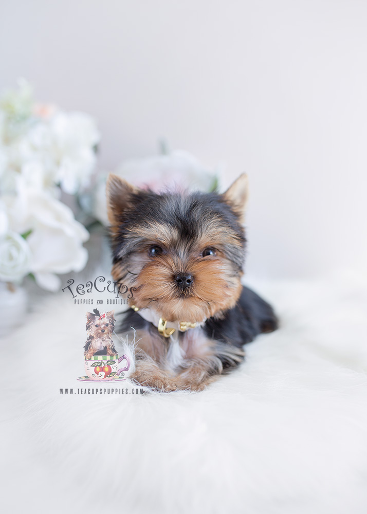 Yorkie Puppy For Sale #097 Teacup Puppies