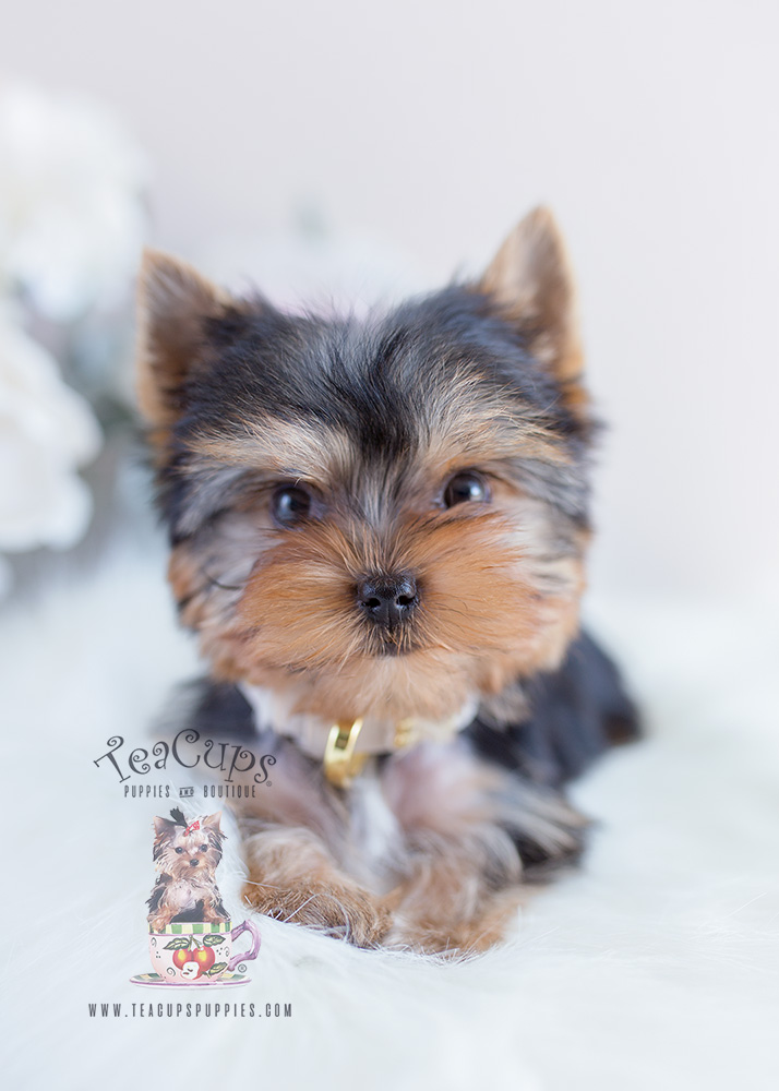 Puppy For Sale #097 Teacup Puppies Yorkie