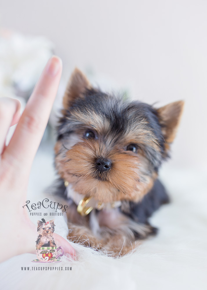 Blue and Gold Yorkie Puppy For Sale