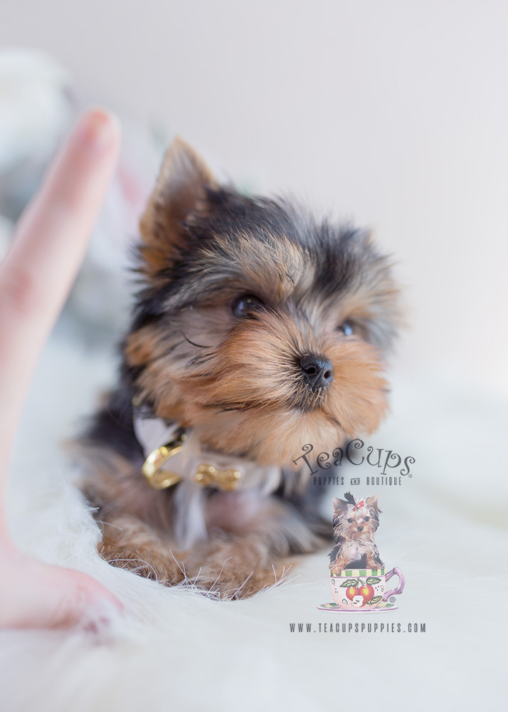 Puppy For Sale #097 Teacup Puppies Yorkie