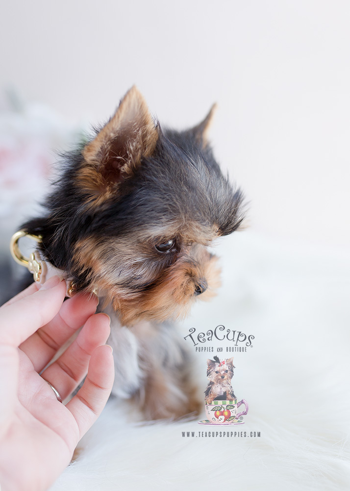 Teacup Puppies Yorkie Puppy For Sale #097