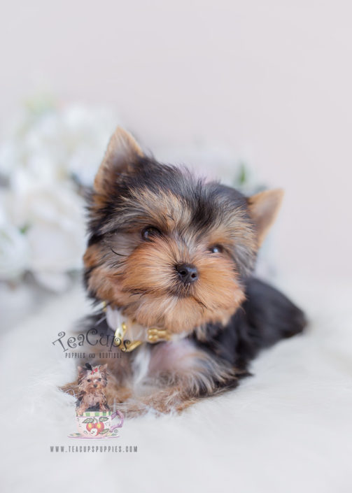 Blue and Gold Yorkie Puppy For Sale