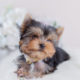 Blue and Gold Yorkie Puppy For Sale