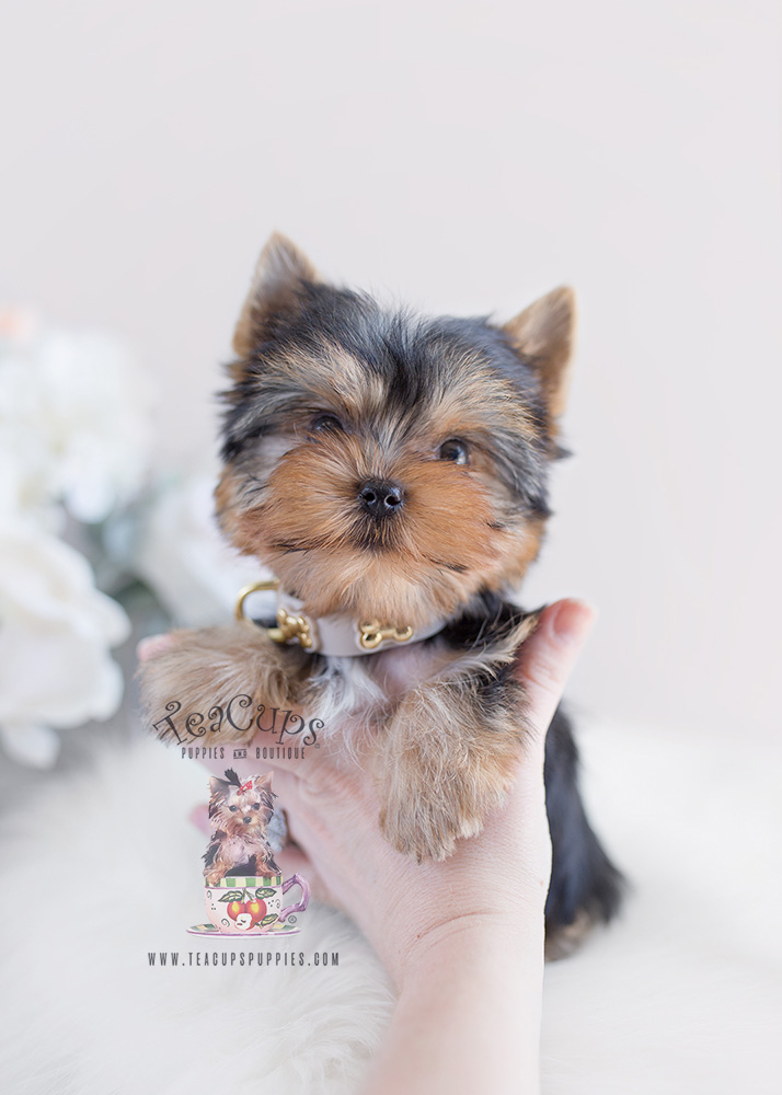For Sale #097 Teacup Puppies Yorkie Puppy