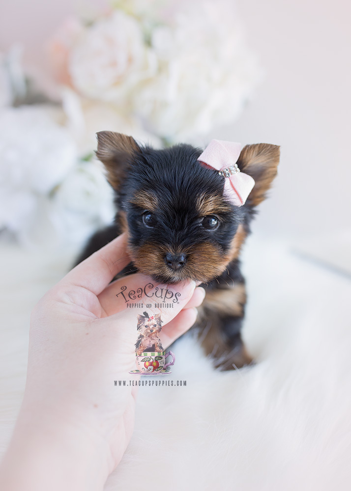 Puppy For Sale #102 Teacup Puppies Yorkie