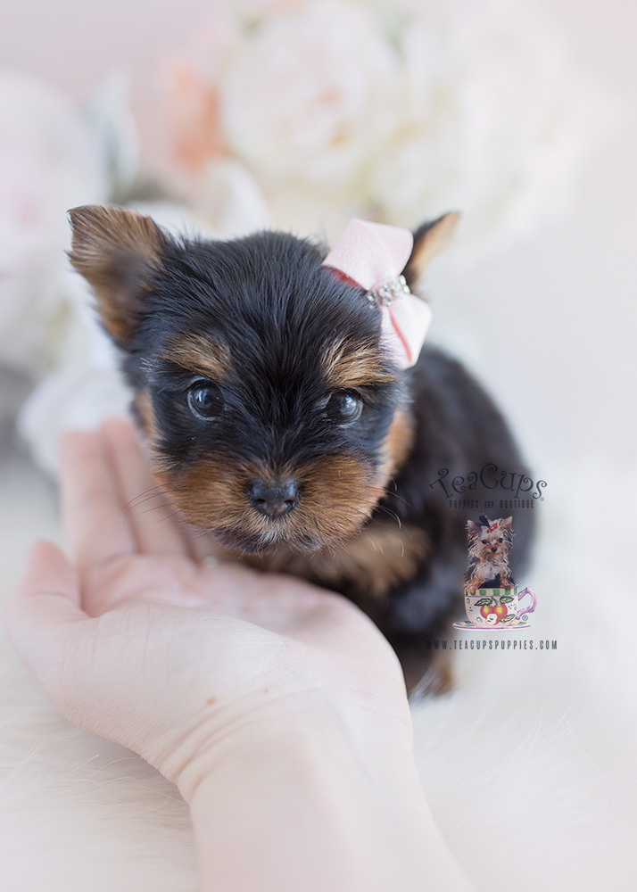 Yorkie Puppy For Sale #102 Teacup Puppies