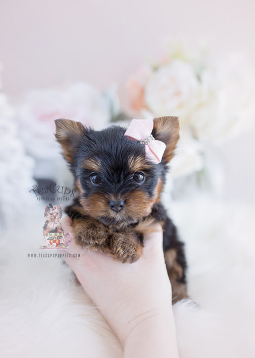Yorkie Puppy For Sale #102 Teacup Puppies