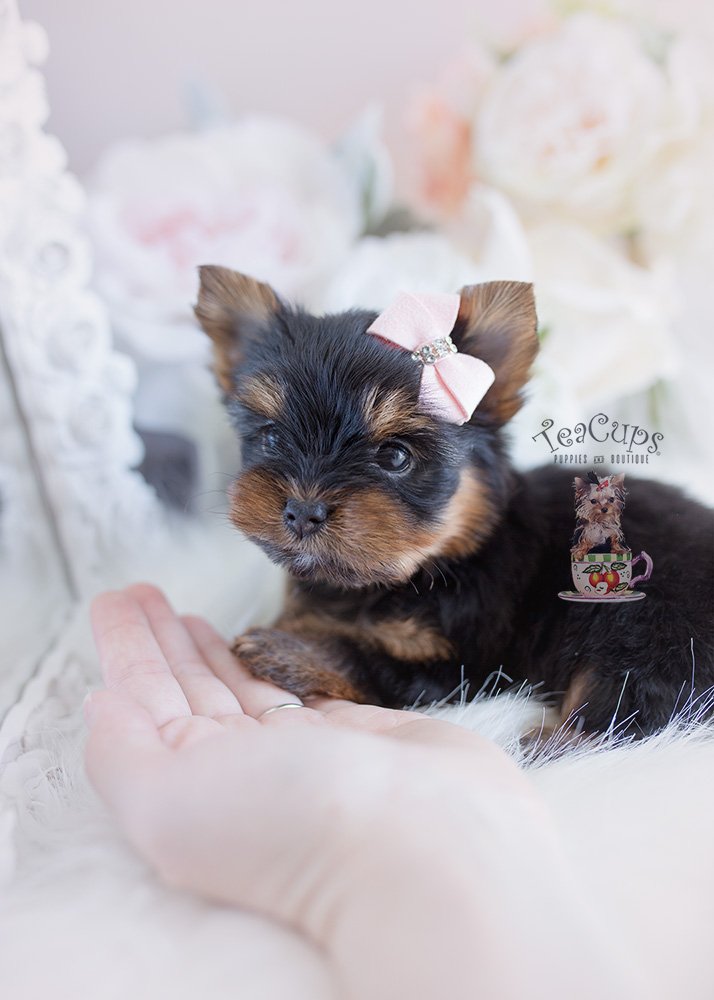 For Sale #102 Teacup Puppies Yorkie Puppy