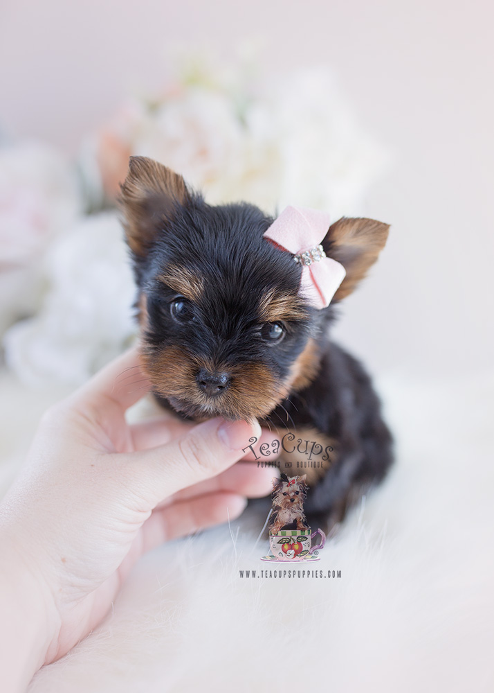 For Sale #102 Teacup Puppies Yorkie Puppy