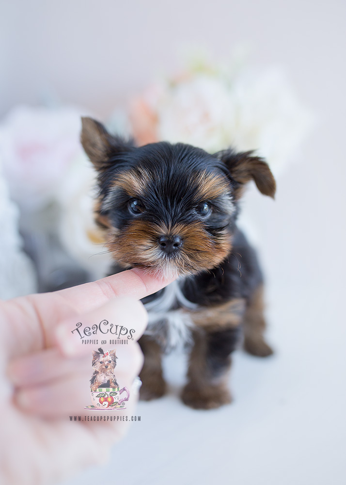 Teacup Puppies and Yorkies For Sale